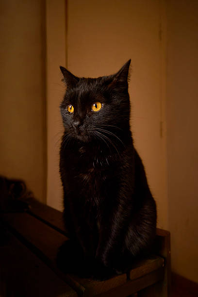 istock Yellow eyes black cat 471229960