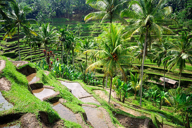 istock Terrace rice fields on Bali, Indonesia 471229972