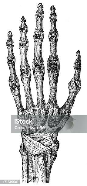 Рука — стоковая векторная графика и другие изображения на тему Кость кисти - Кость кисти, Кость руки, Кость человека