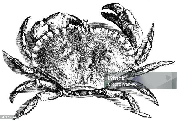 Crabe Vecteurs libres de droits et plus d'images vectorielles de Aliment - Aliment, Aliments et boissons, Coquille et coquillage