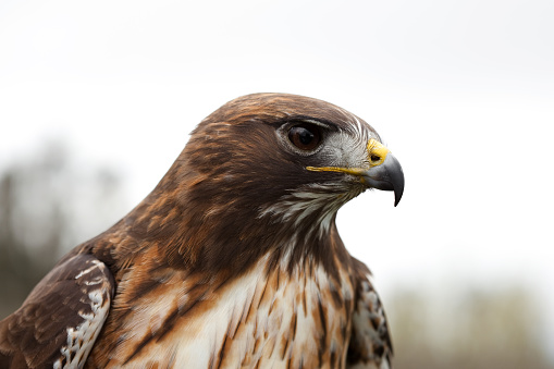 Close-up or Red-tailed Hawk in a cloudy day. Soft focus.