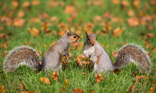 Two squirrels in Hyde Park London.