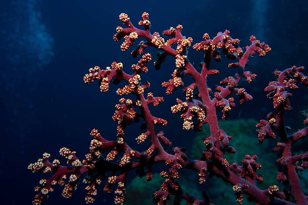 istock Maroon gorgonian sea fan with closed polyps 471230884
