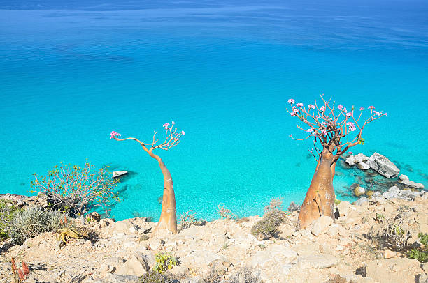 Yemen, landscape of Socotra Yemen, Socotra, Bottle trees on the rocky coast of the Arabian Sea adenium photos stock pictures, royalty-free photos & images