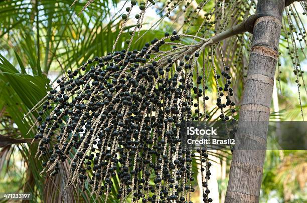 Kohlpalmen Palm Tree Stockfoto und mehr Bilder von Kohlpalme - Kohlpalme, Baum, Palme