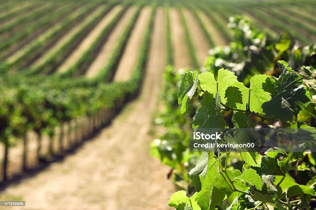 Vigneti - Foto stock royalty-free di Agricoltura biologica