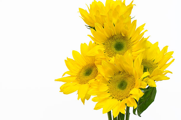 istock Yellow Sunflower Bouquet White Background 471233445