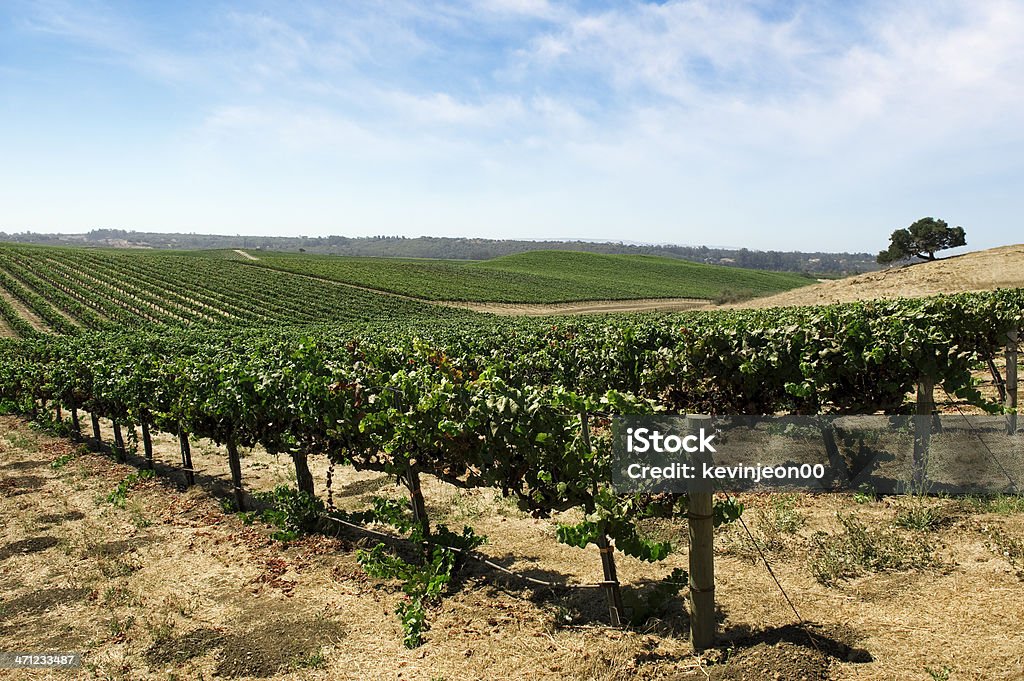 Weinberge - Lizenzfrei Agrarbetrieb Stock-Foto