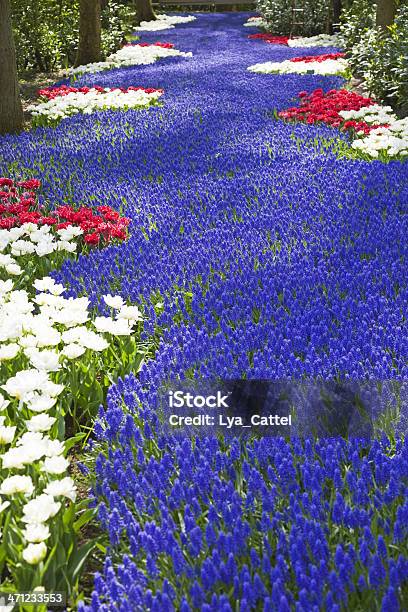 Garden の花 78 Xxxl - キューケンホフ公園のストックフォトや画像を多数ご用意 - キューケンホフ公園, オランダ, カラフル