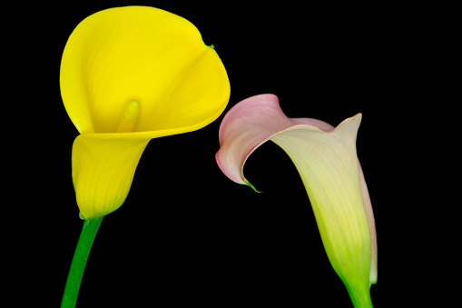 Studio shot of a two Calla Lillies on a Black background. One pink, one yellow.