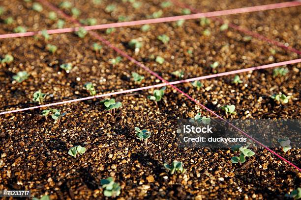 Photo libre de droit de Mètres Carrés Vue Sur Le Jardin banque d'images et plus d'images libres de droit de Carré - Forme bidimensionnelle - Carré - Forme bidimensionnelle, Jardin potager, Ficelle