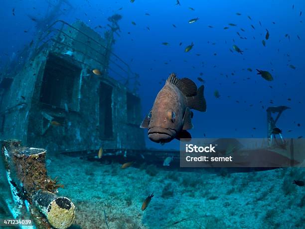 Foto de Garoupadocrepúsculo Em Um Naufrágio e mais fotos de stock de Malta - Malta, Peixe, Garoupa