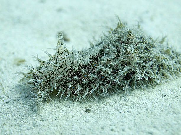 istock Bursatella leachii - shaggy or hairy sea hare 471234055