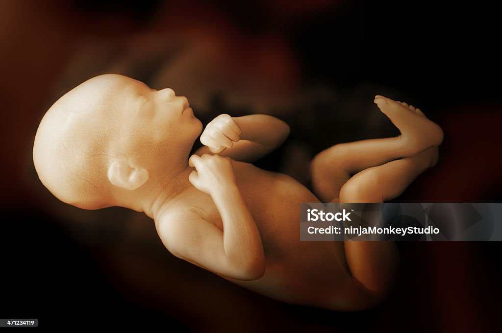 Human Baby in the Womb A human baby growing inside the womb. Age is about 7 months. Fetus Stock Photo