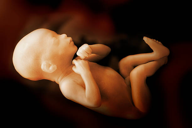 Human Baby in the Womb A human baby growing inside the womb. Age is about 7 months. fetus photos stock pictures, royalty-free photos & images