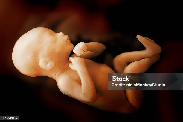 Human Baby In The Womb Stock Photo - Download Image Now - Fetus, Uterus, Photography