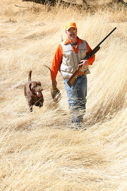fasan jagd - pheasant hunter stock-fotos und bilder