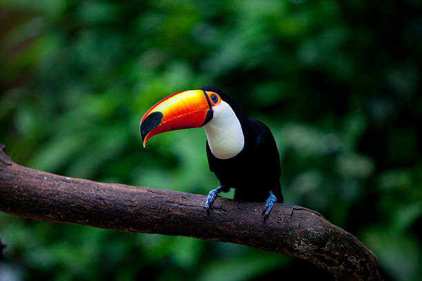 istock Black and white toucan with a bright orange beak on a branch 471234341
