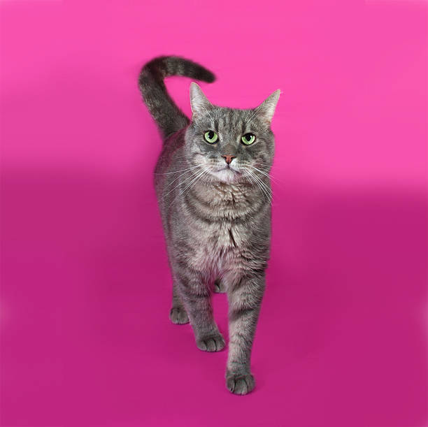 istock Striped gray cat standing on pink 471234566