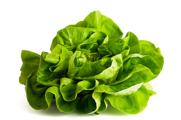 Butterhead lettuce isolated on white. Fresh organic butterhead lettuce isolated on white background. green leaf lettuce stock pictures, royalty-free photos & images