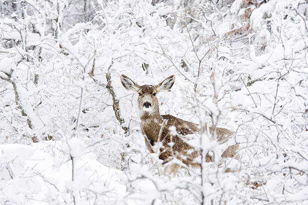 istock Colorado Mule Deer in Wintertime Snow 471235633