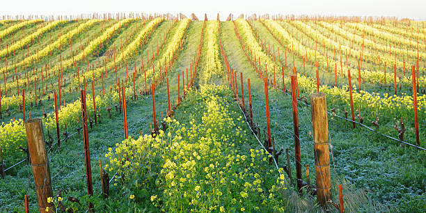 vineyard en resorte - mustard flower fotografías e imágenes de stock