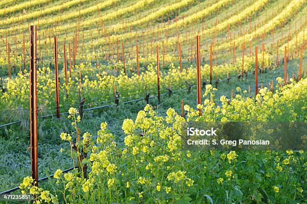 Photo libre de droit de Vignoble Au Printemps banque d'images et plus d'images libres de droit de Agriculture - Agriculture, Californie, Californie du Nord