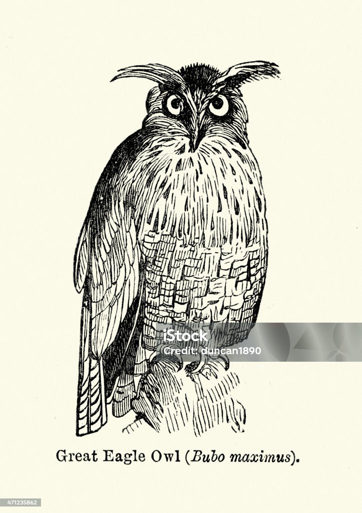 Eurasian eagle-owl Vintage engraving of a Eurasian eagle-owl  (Bubo maximus) Owl stock illustration