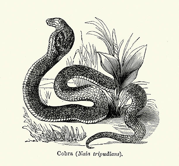 cobra 뱀 - cobra engraving antique retro revival stock illustrations