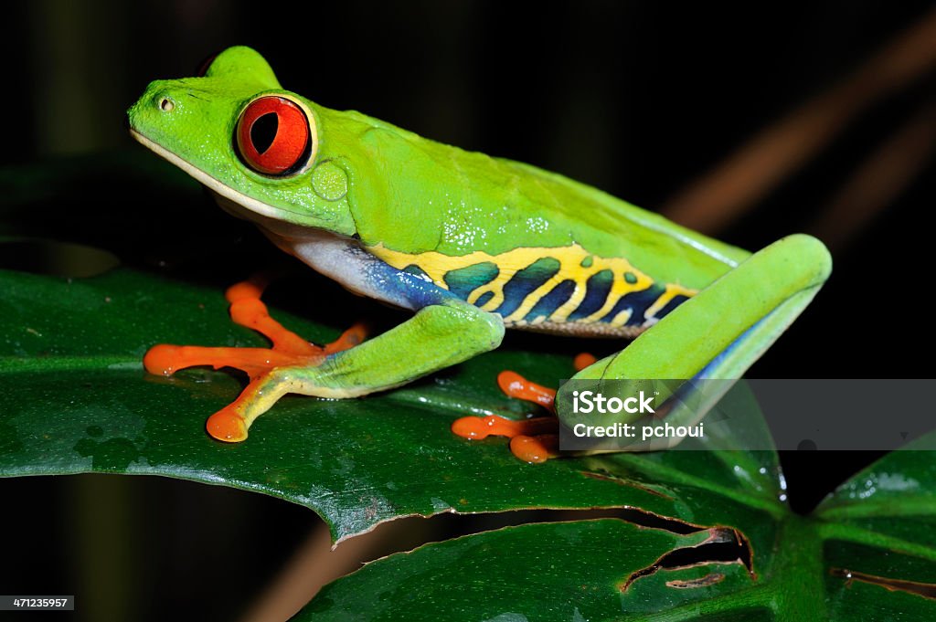 Rosso occhi Raganella su un lembo, Costa Rica - Foto stock royalty-free di Raganella - Rana