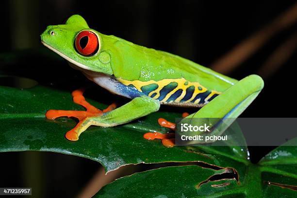 Rosso Occhi Raganella Su Un Lembo Costa Rica - Fotografie stock e altre immagini di Raganella - Rana - Raganella - Rana, Costa Rica, Foglia