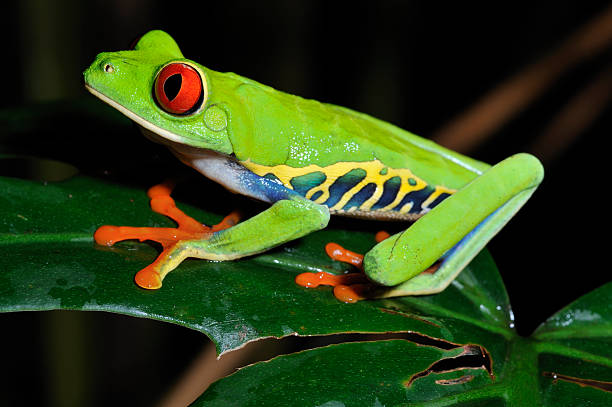 istock Red Eye Tree Frog on a leaf, Costa Rica 471235957