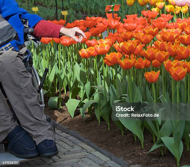 Mano Di Donna Senior In Sedia A Rotelle Toccare Fiore Rosso - Fotografie stock e altre immagini di Adulto