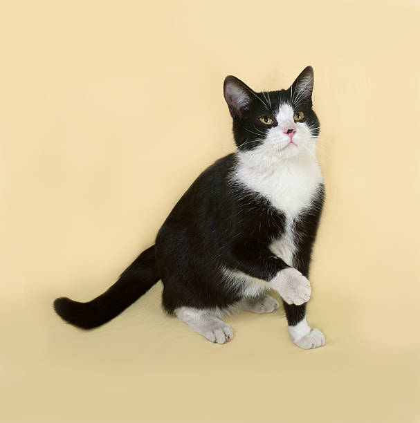 istock Black and white cat sitting on lilac 471236364