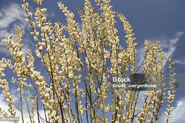 Willow Catkin Stockfoto und mehr Bilder von Baum - Baum, Bildhintergrund, Blau