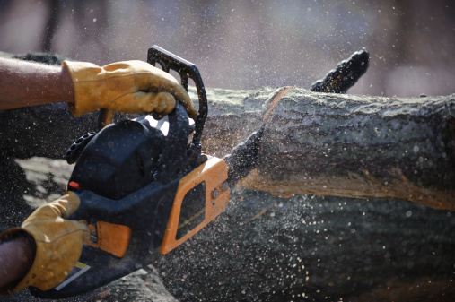 Man's hands hold a chainsaw against a fallen tree as wood chips shoot in all directions.