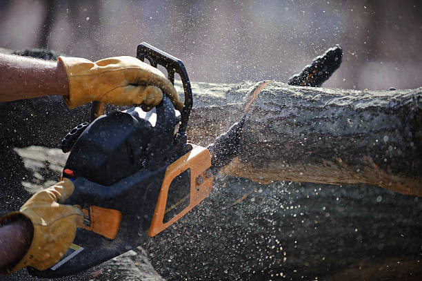 Chain saw cuts a fallen tree Man's hands hold a chainsaw against a fallen tree as wood chips shoot in all directions. chainsaw photos stock pictures, royalty-free photos & images
