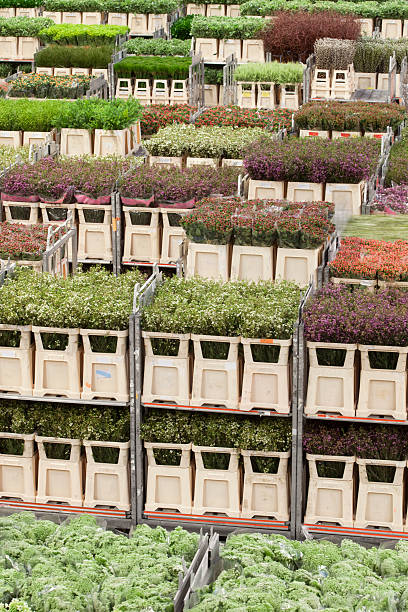 istock sorted flowers at a Dutch flower auction 471236865
