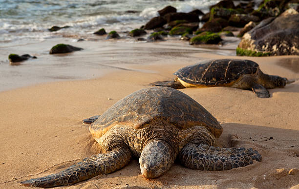 istock Green Sea Turtles on a sandy Hawaiian beach 471237445