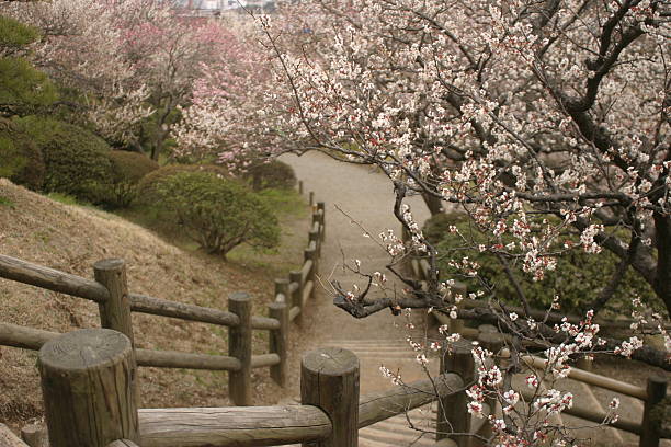 Kairaku-en park on early spring Kairaku-en park, Ibaraki, Japan is in full bloom of Japanese apricot on early spring mito ibaraki stock pictures, royalty-free photos & images