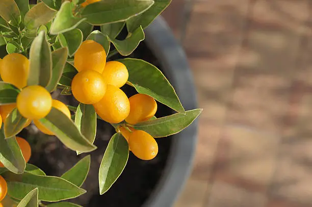 Small Kumquat tree in fruit, growing in a pot. Shot from above on a garden terrace with dappled shadows.