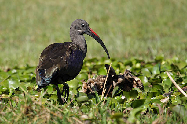 istock Hadada ibis, Lake Naivasha, Kenya 471238001