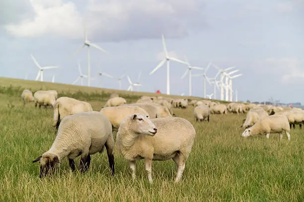 Windpower plant windmills with sheep