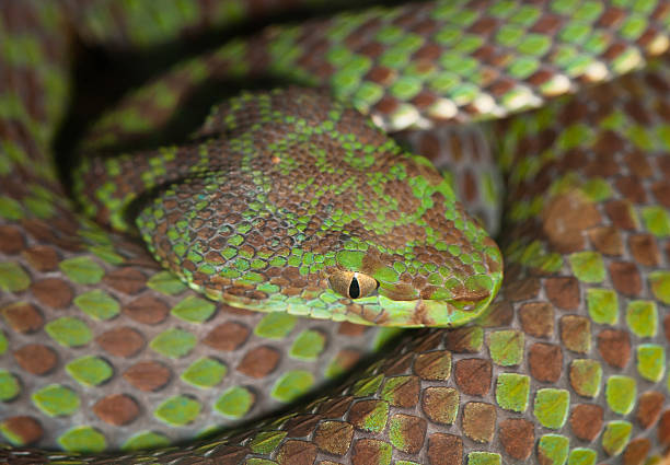 istock Portrait of poisonous snake 471238249
