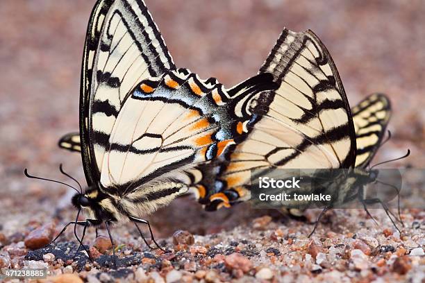 Coda Di Rondine Tigre - Fotografie stock e altre immagini di Ala di animale - Ala di animale, Ambientazione tranquilla, Animale