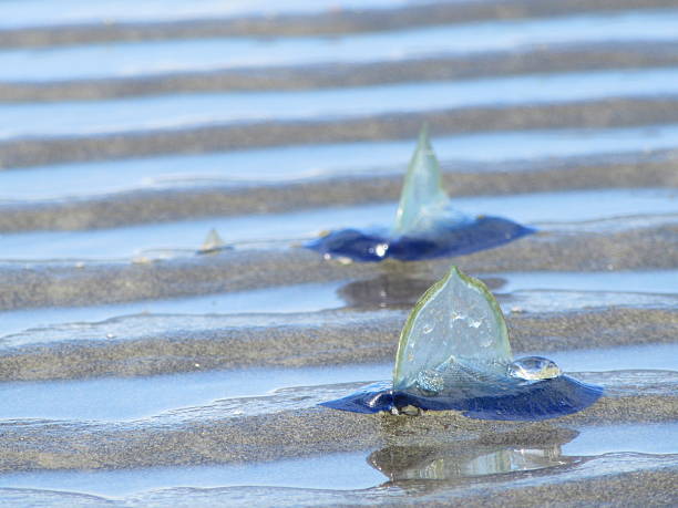 Velella are stranded by the thousands at Pacific Beach, Washington in early spring. The Velella are washed into shore on warm spring tides. Their deep blue color is bleached away by the sun as they slowly decompose. Velella are a relative of the Portuguese man o’ war and are actually a community of organisms that function as one. They are also known as sea raft, by-the-wind sailors, purple sail, or little sail.