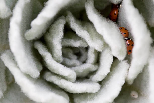 The center of a silver grey foxglove plant ( Digitalis purpurea ) sheltering some hibernating ladybirds 