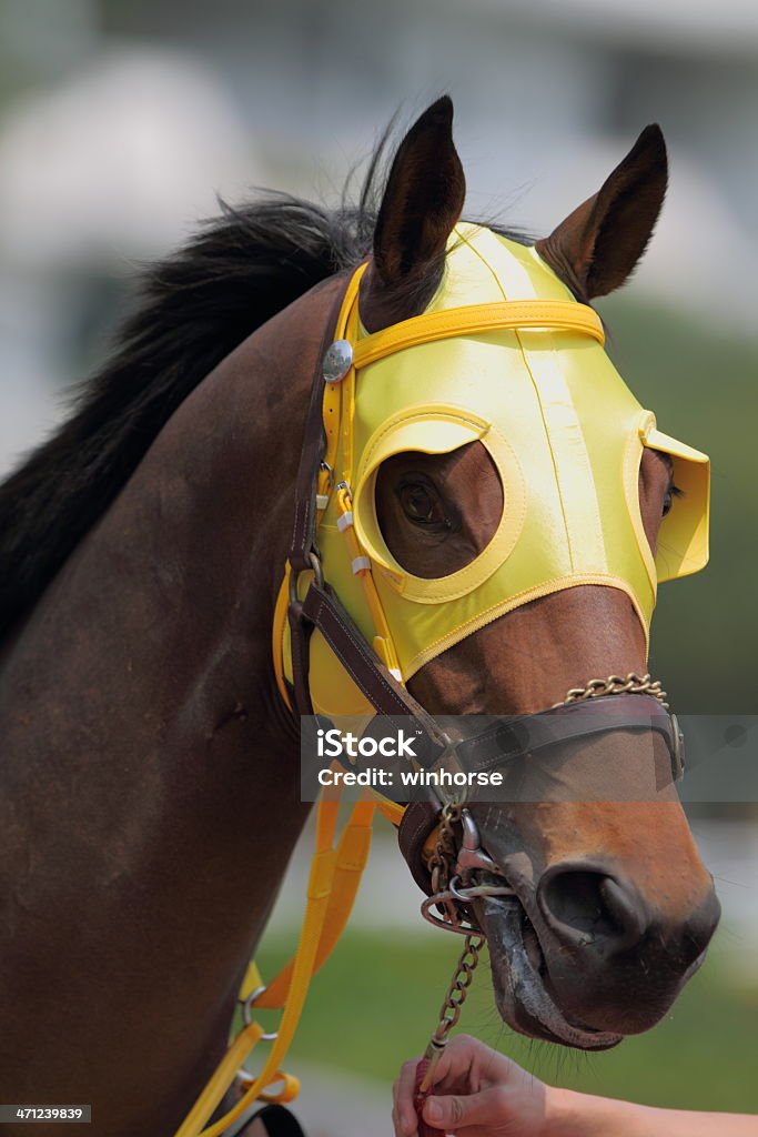 馬のヘッド、目隠し - 競走馬のロイヤリティフリーストックフォト