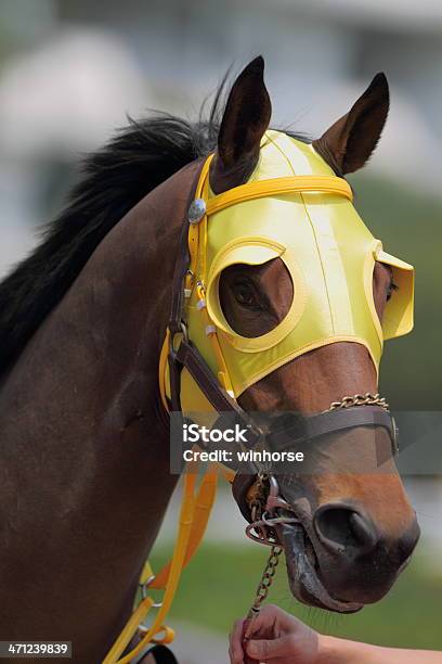 馬のヘッド目隠し - 競走馬のストックフォトや画像を多数ご用意 - 競走馬, 競馬, 黄色