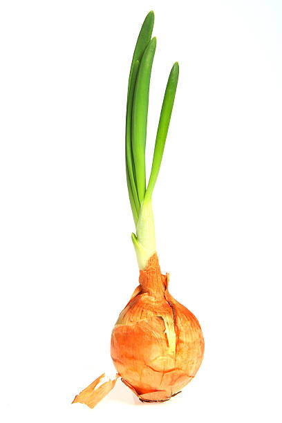 A bundle of fresh green onions on a dark surface with white copy space, green onions in soft focus